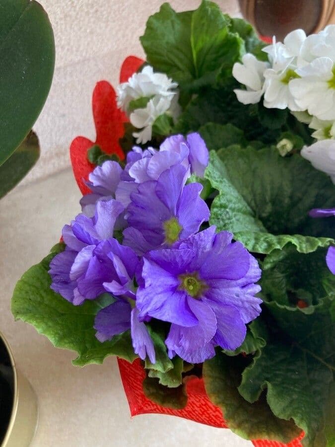 Primula hirsuta 7