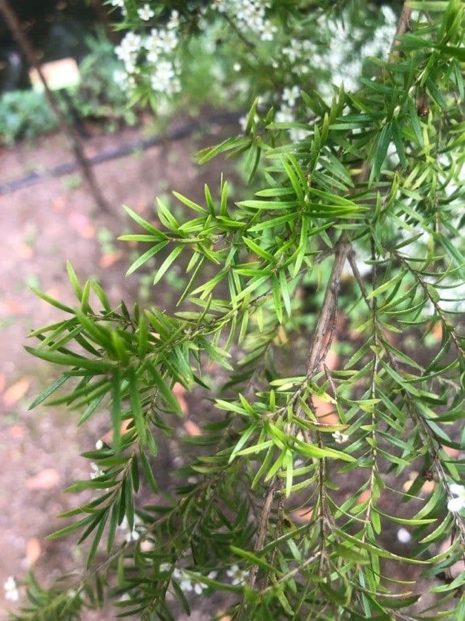 Sannantha 7