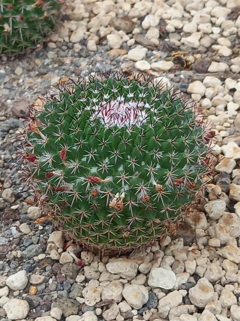 Mammillaria 5