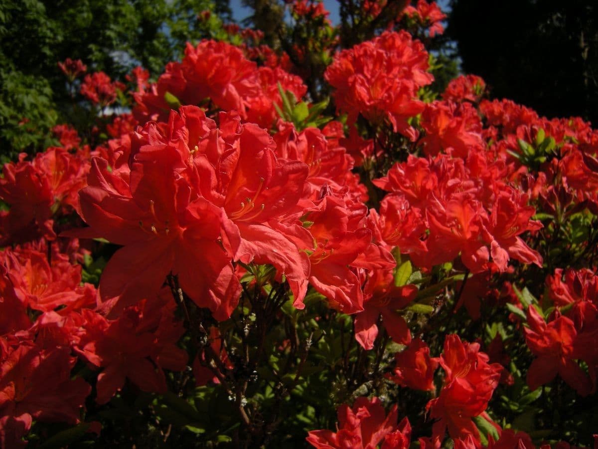 Azalea cinese 7