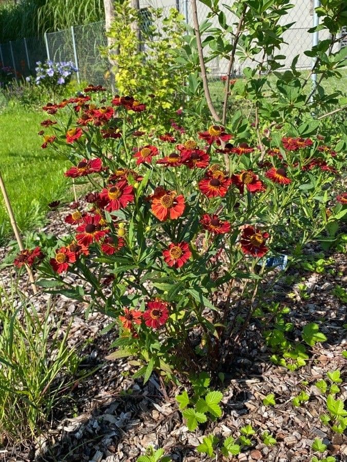 Helenium de otoño 10