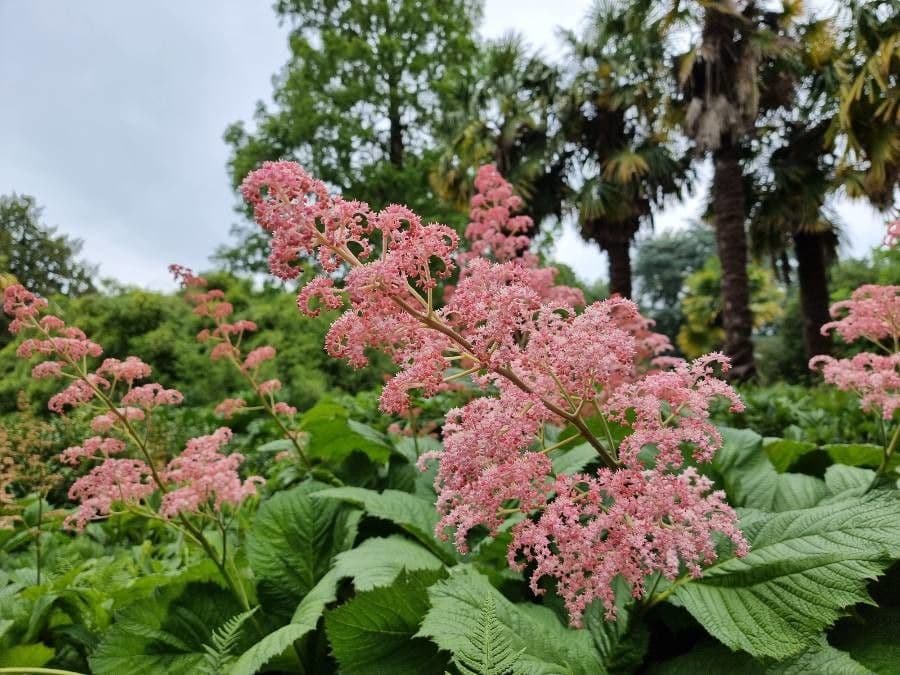 Rodgersia 10
