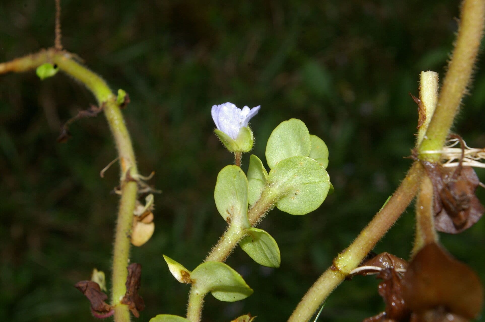 Bacopa salzmannii 5