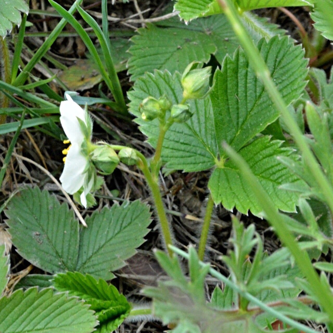 Fraisier vert 27