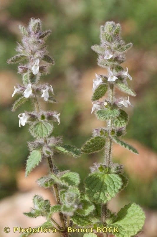 Sideritis 2