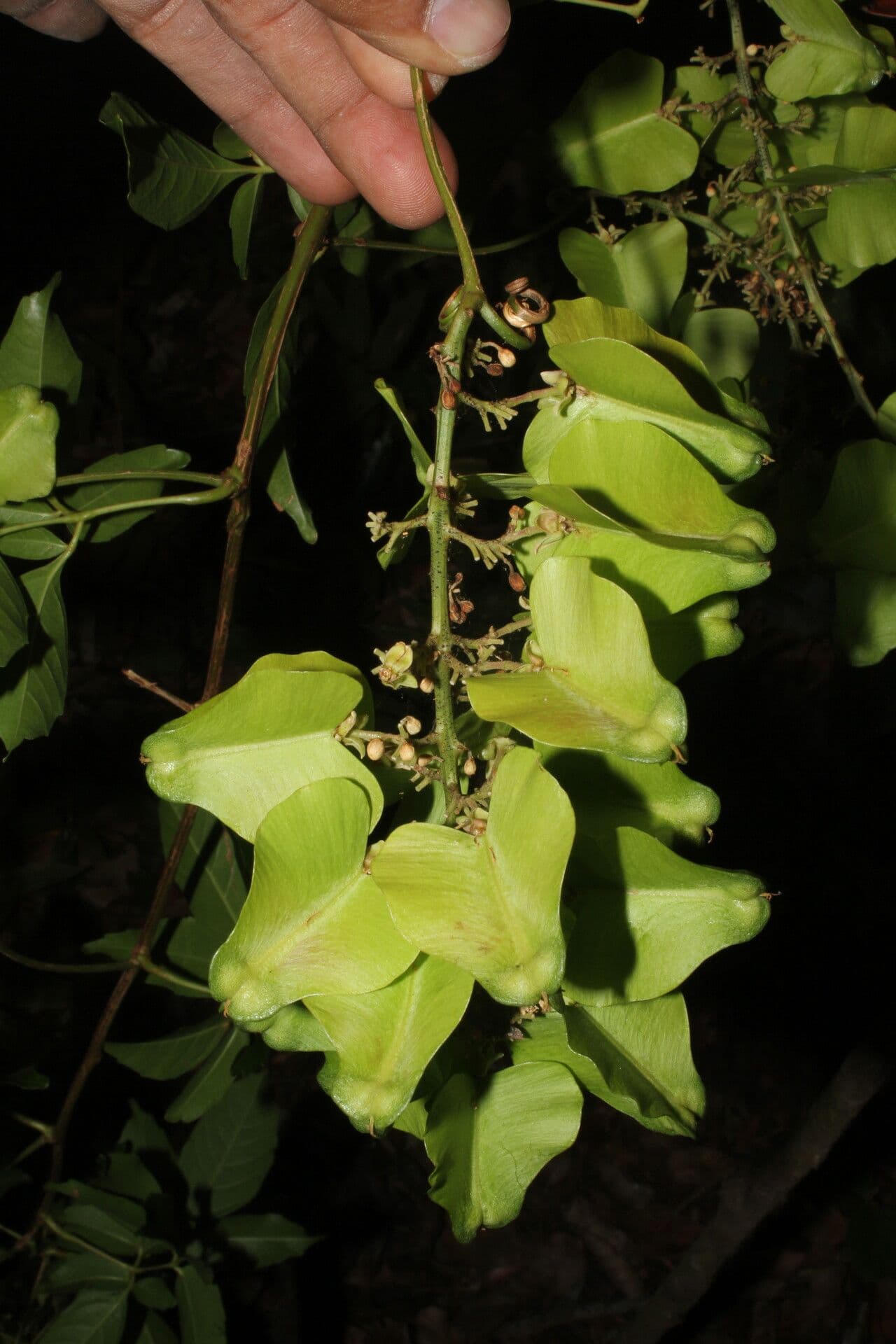 Serjania 10