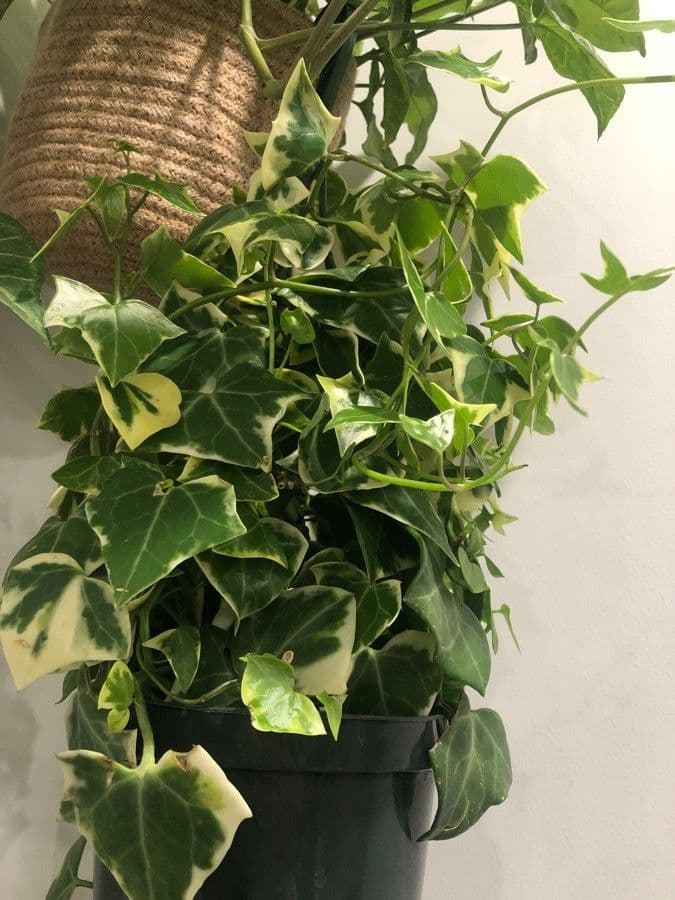 Senecio 8