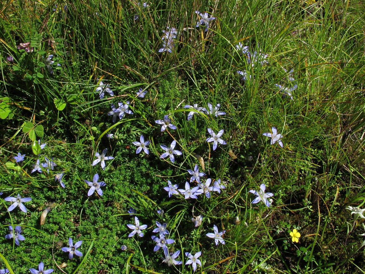 Cyananthus 9