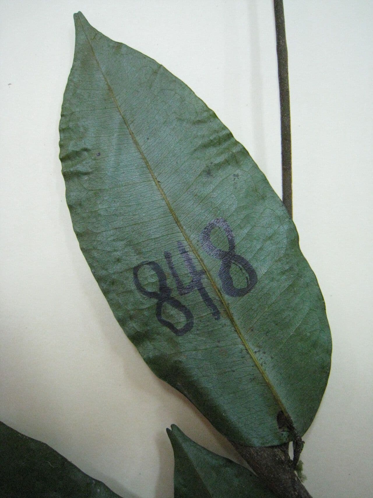Swartzia 10