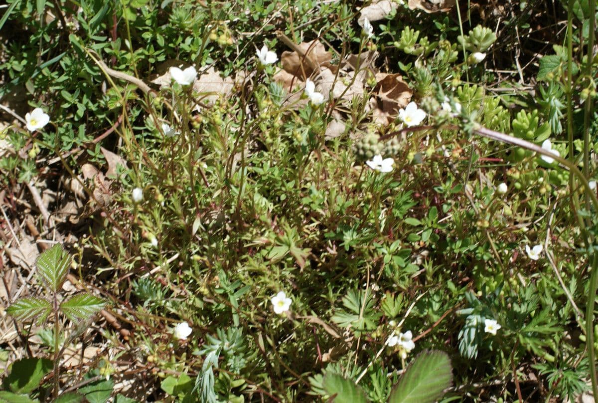 Fragosos Steinbrech 9