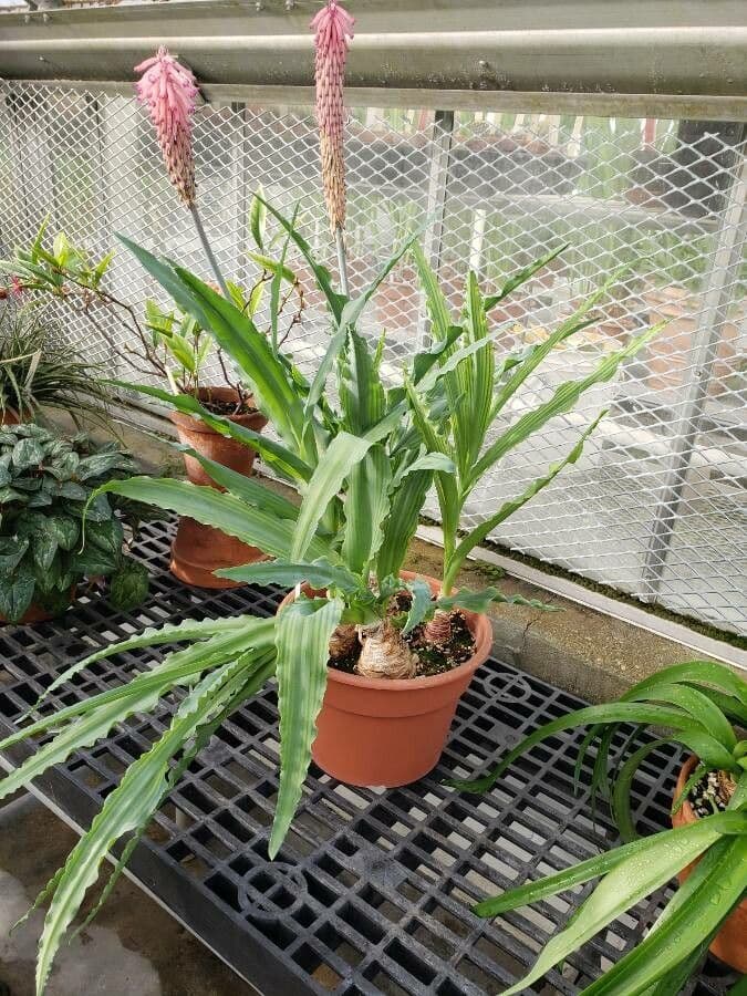 Veltheimia 6