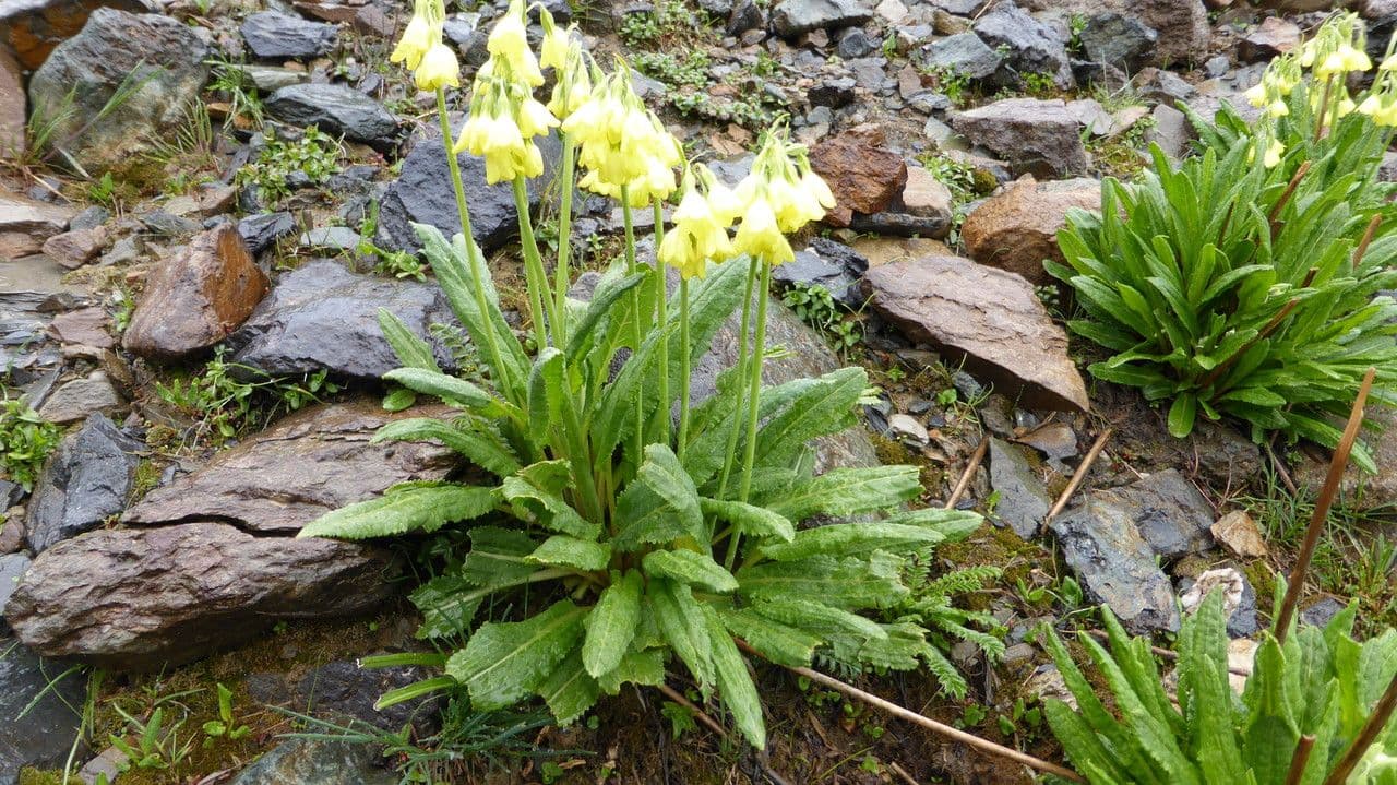 Primula del Sikkim 11