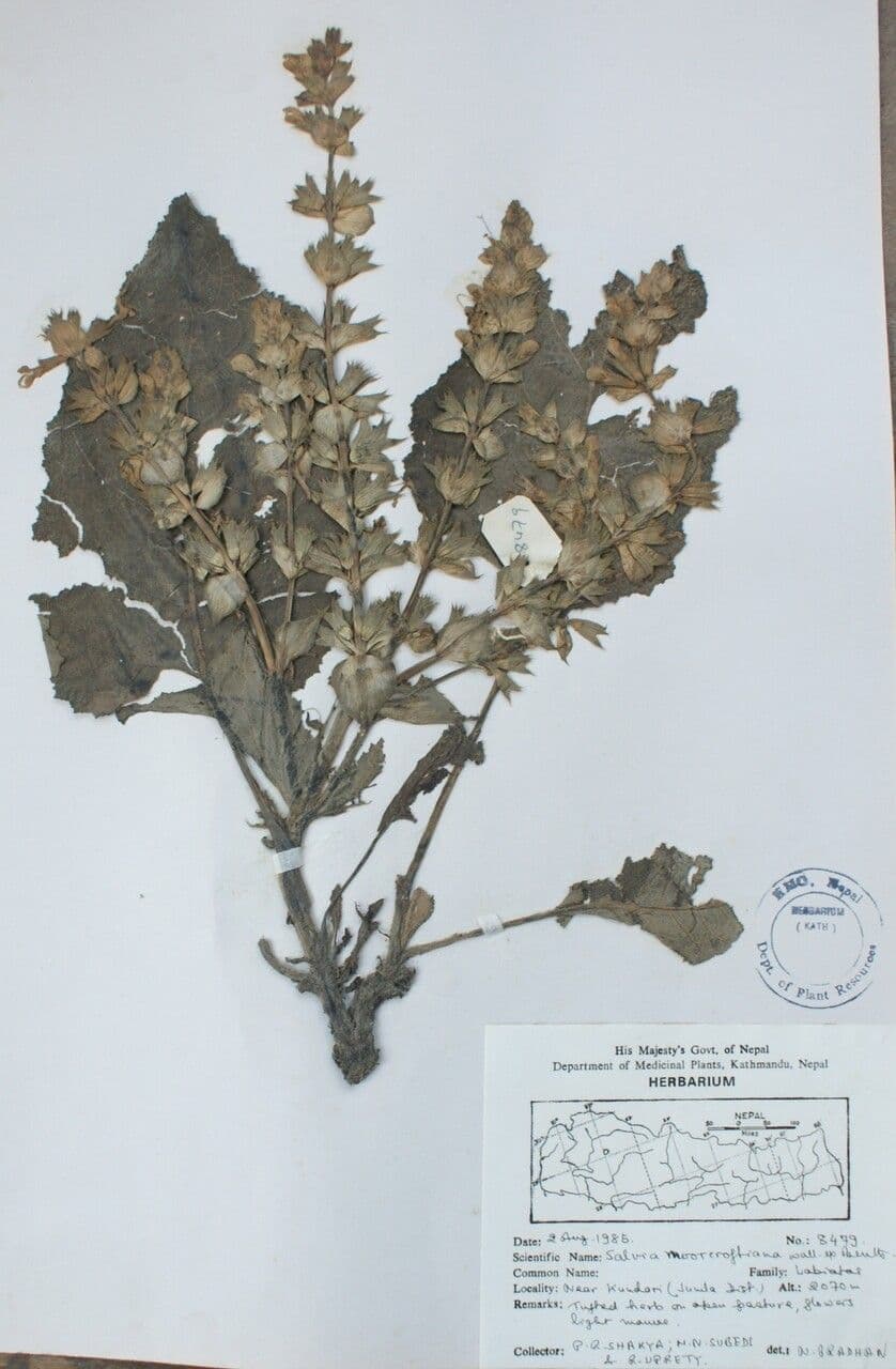 Salvia 7