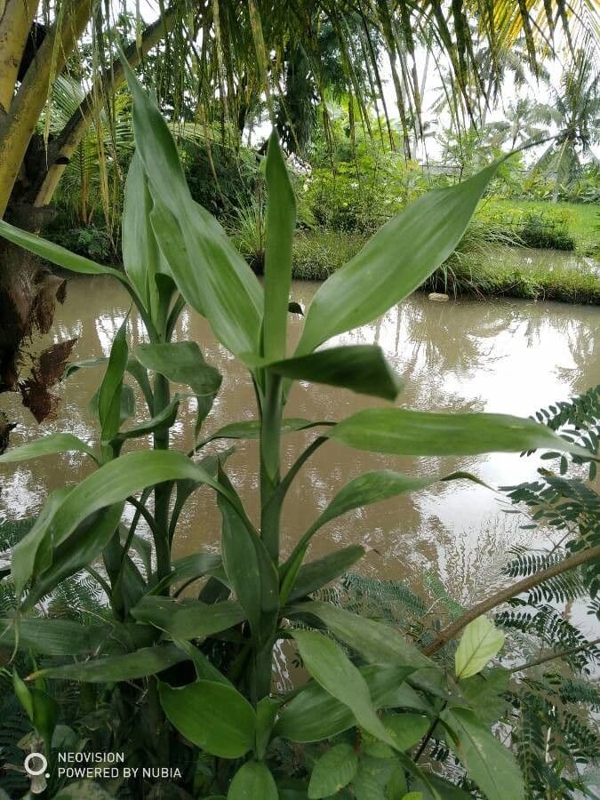 Dracena