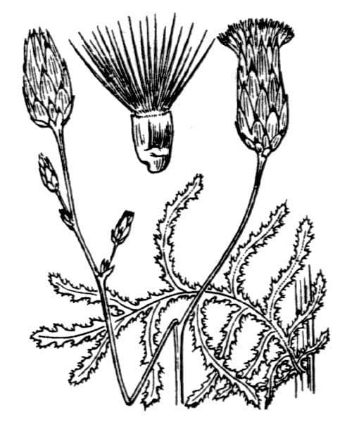 Crupina 25