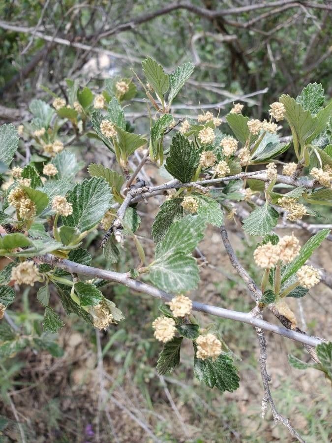 Cercocarpus montanus 9