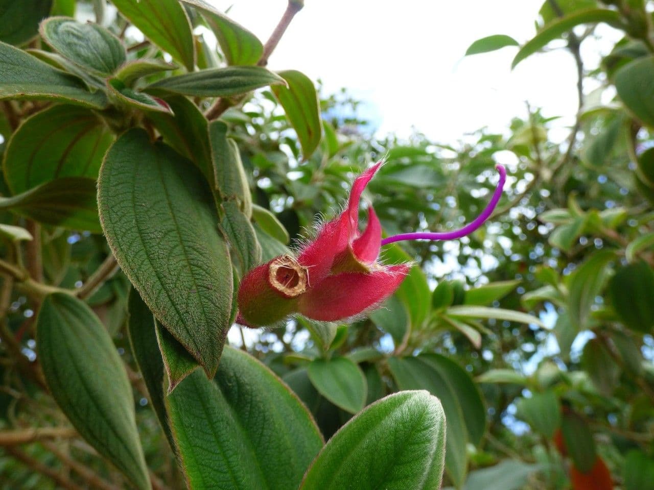 Flor de princesa 5