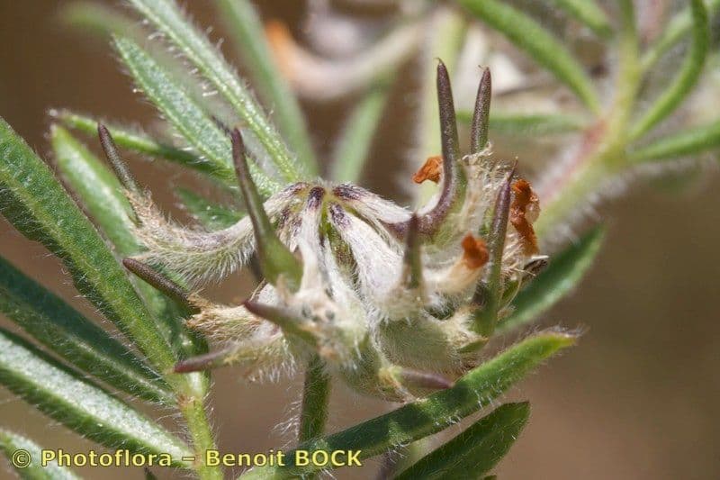 Anthyllis