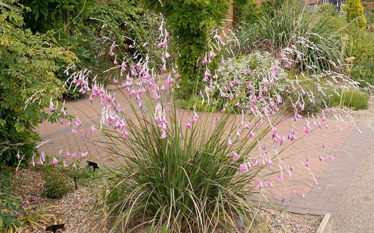 Dierama 11