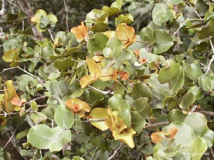 Eugenia 11