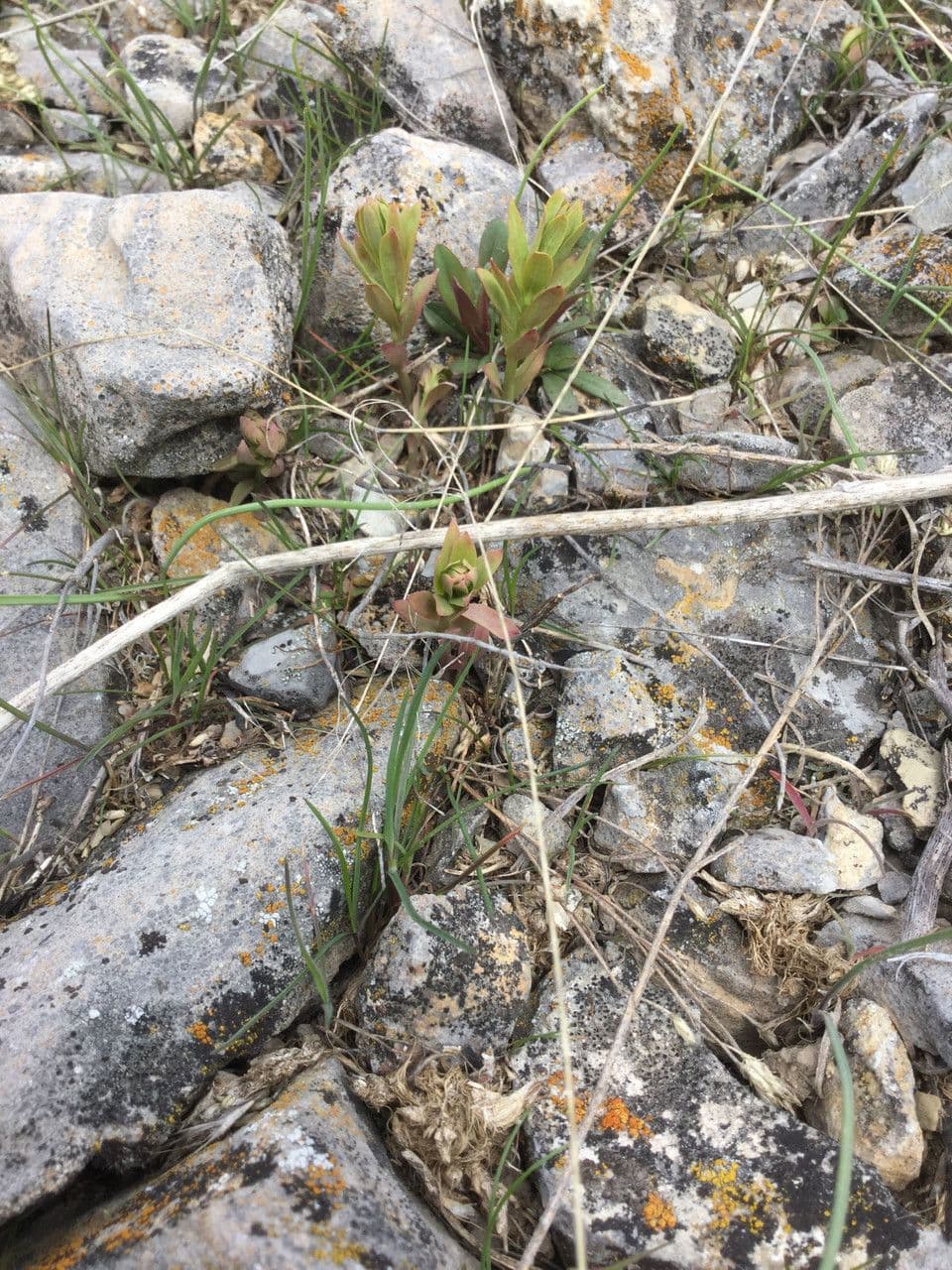Comandra umbellata 7