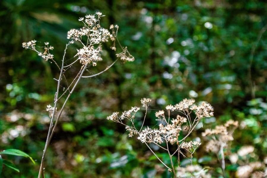 Arnoglossum ovatum