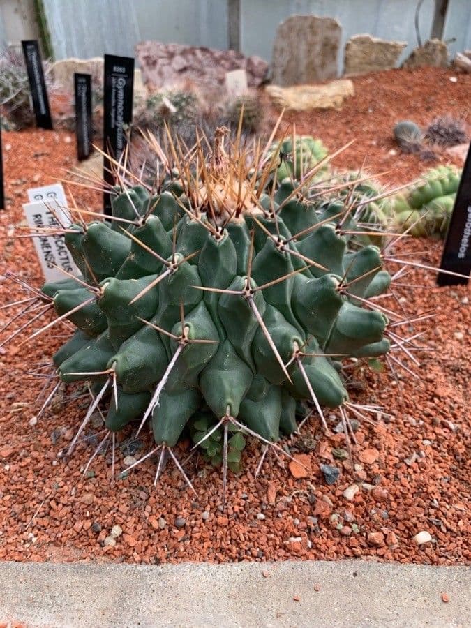 Thelocactus 10