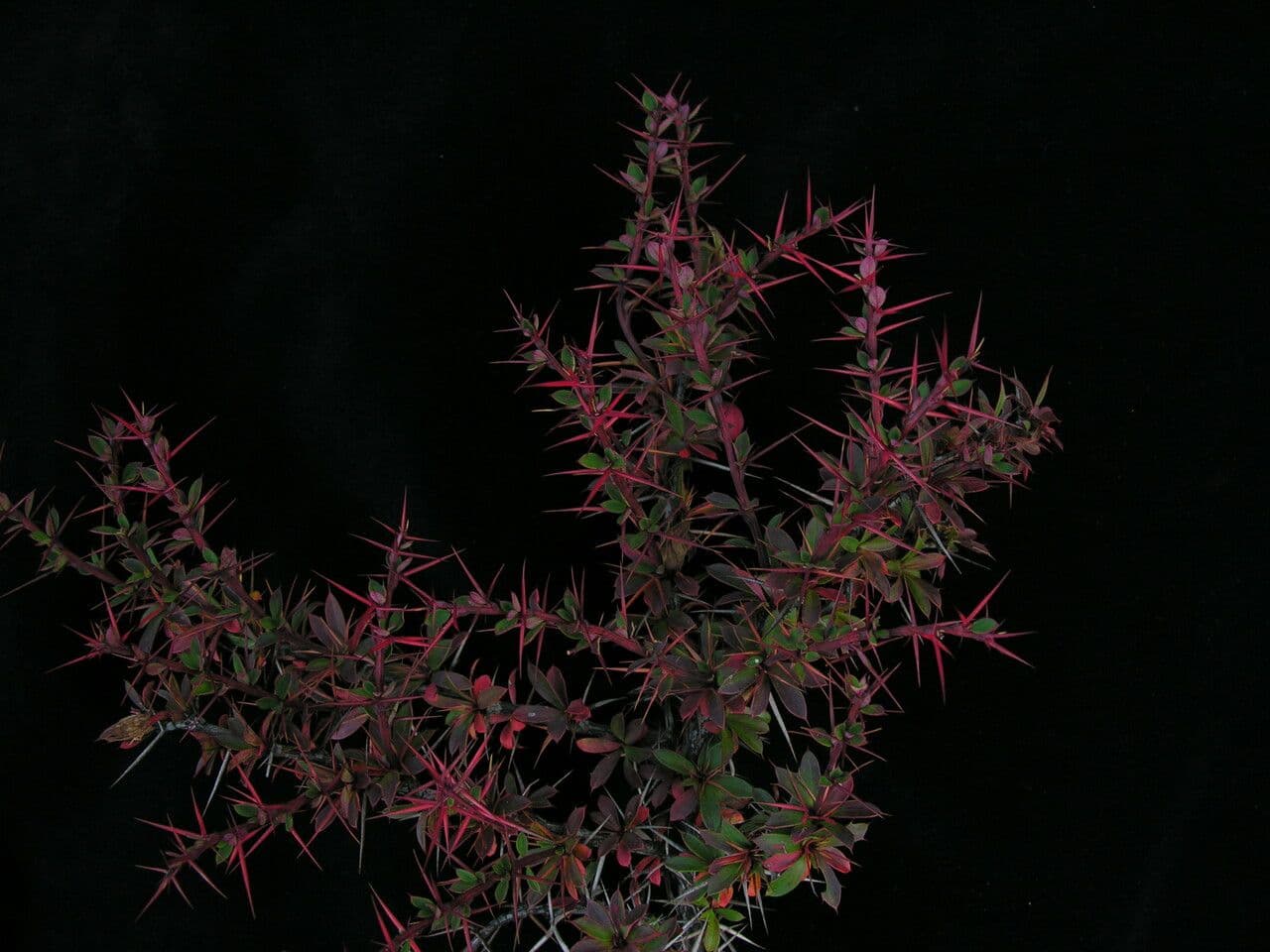 Berberitze 6