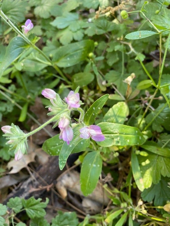 Collinsia tinctoria 12