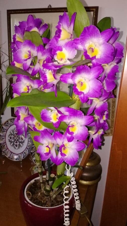 Vavřínovitý dendrobium 11
