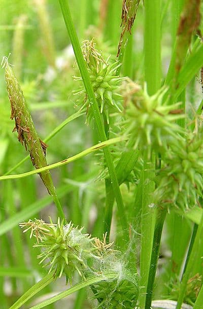 Cárice criptolepis