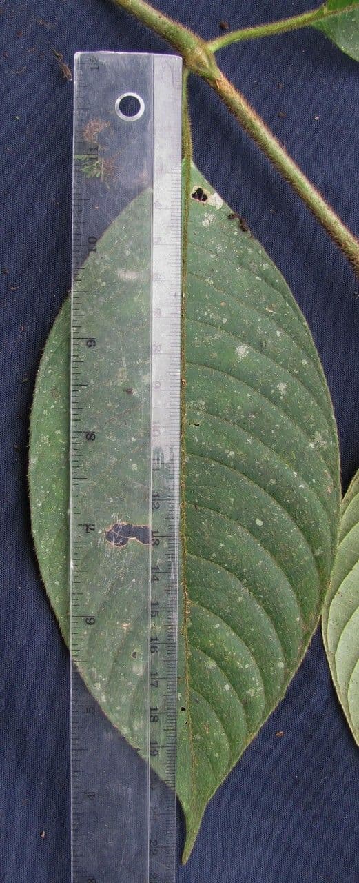 Psychotria 17