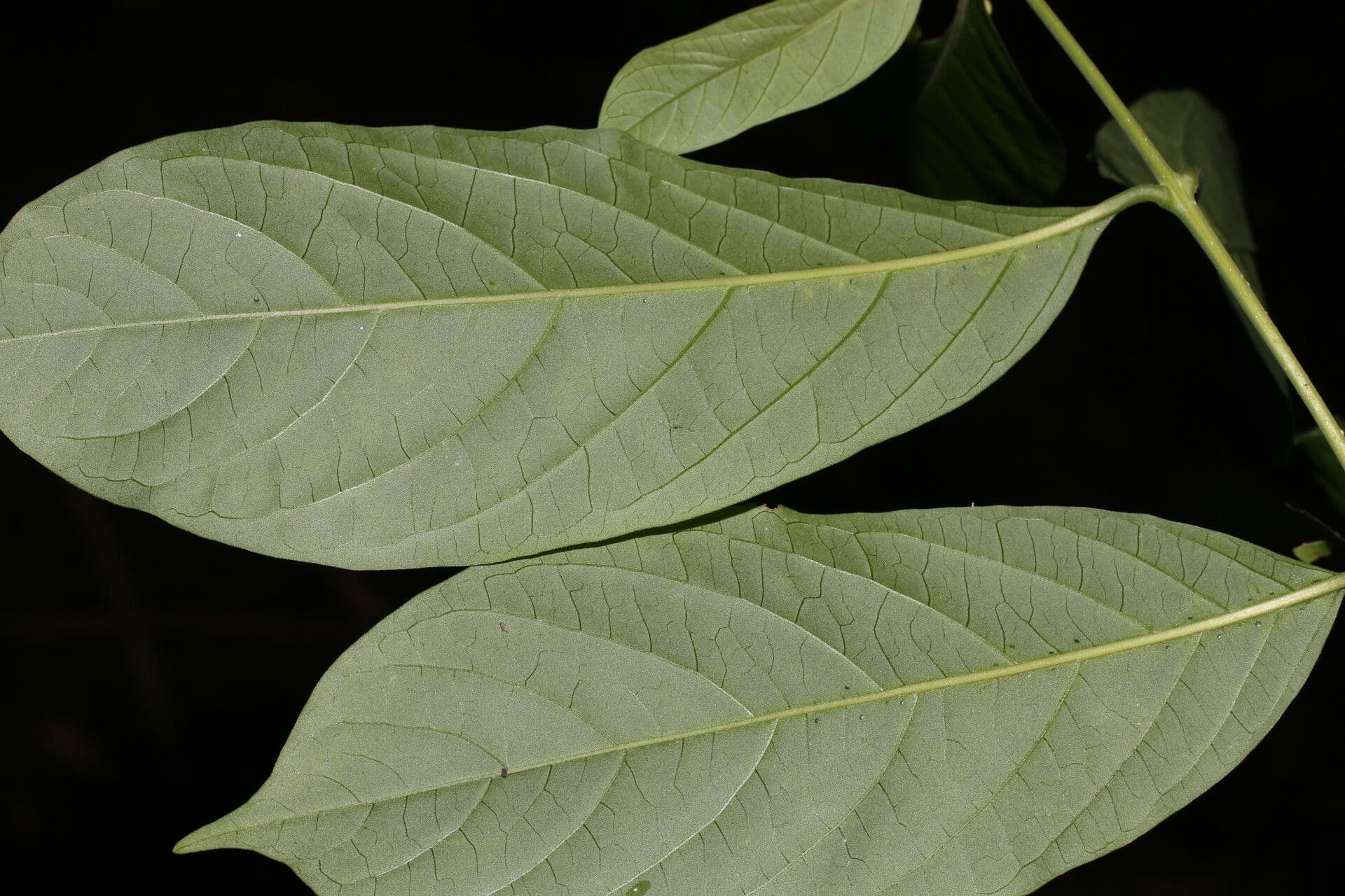 Aegiphila panamense 6