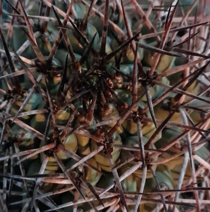 Thelocactus 4