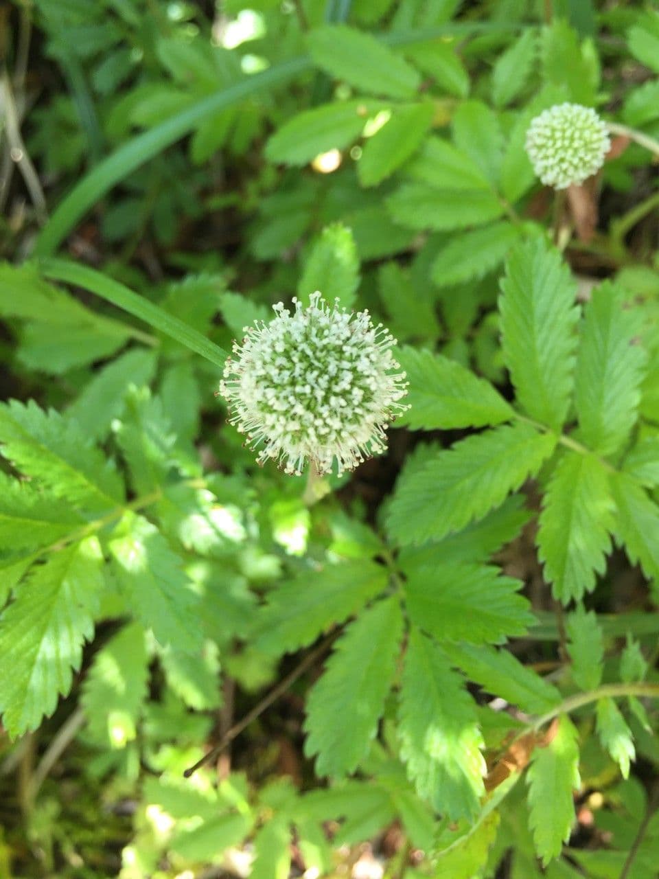 Acaena 18