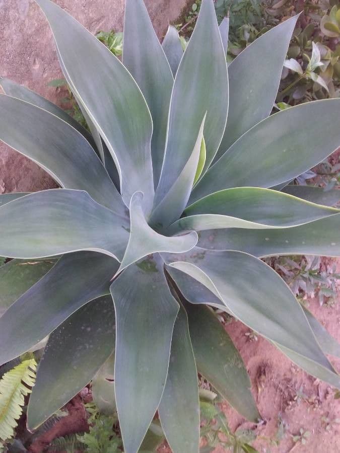Agave 11