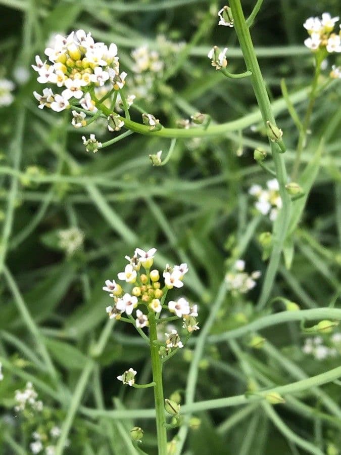 Calepina irregular 10