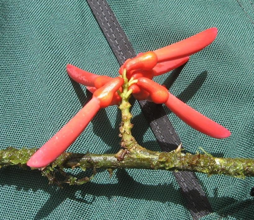 Erythrina kopinatá 2