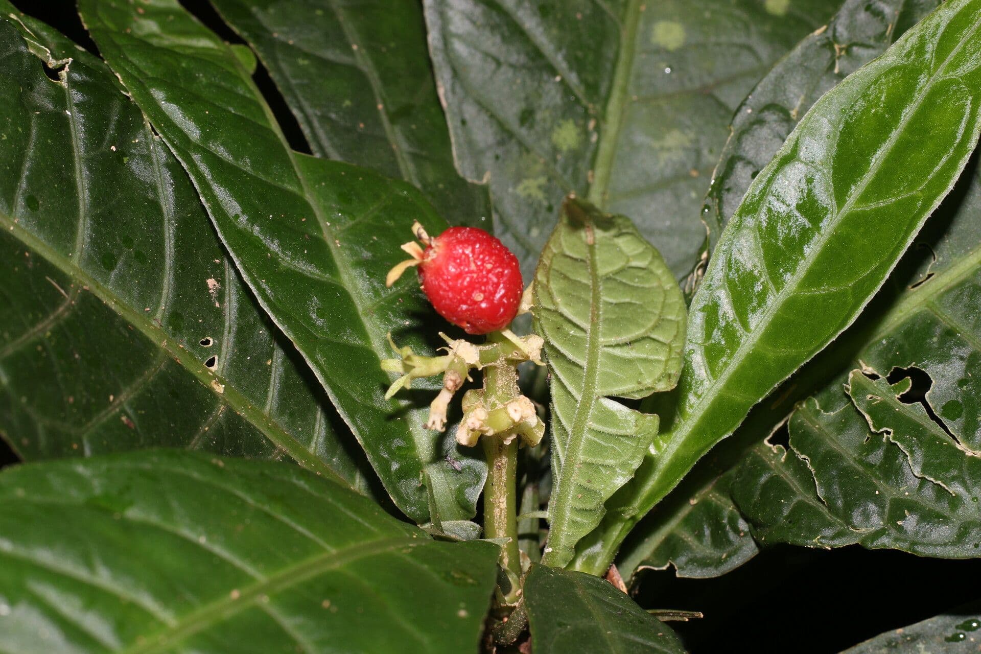 Psychotria 2