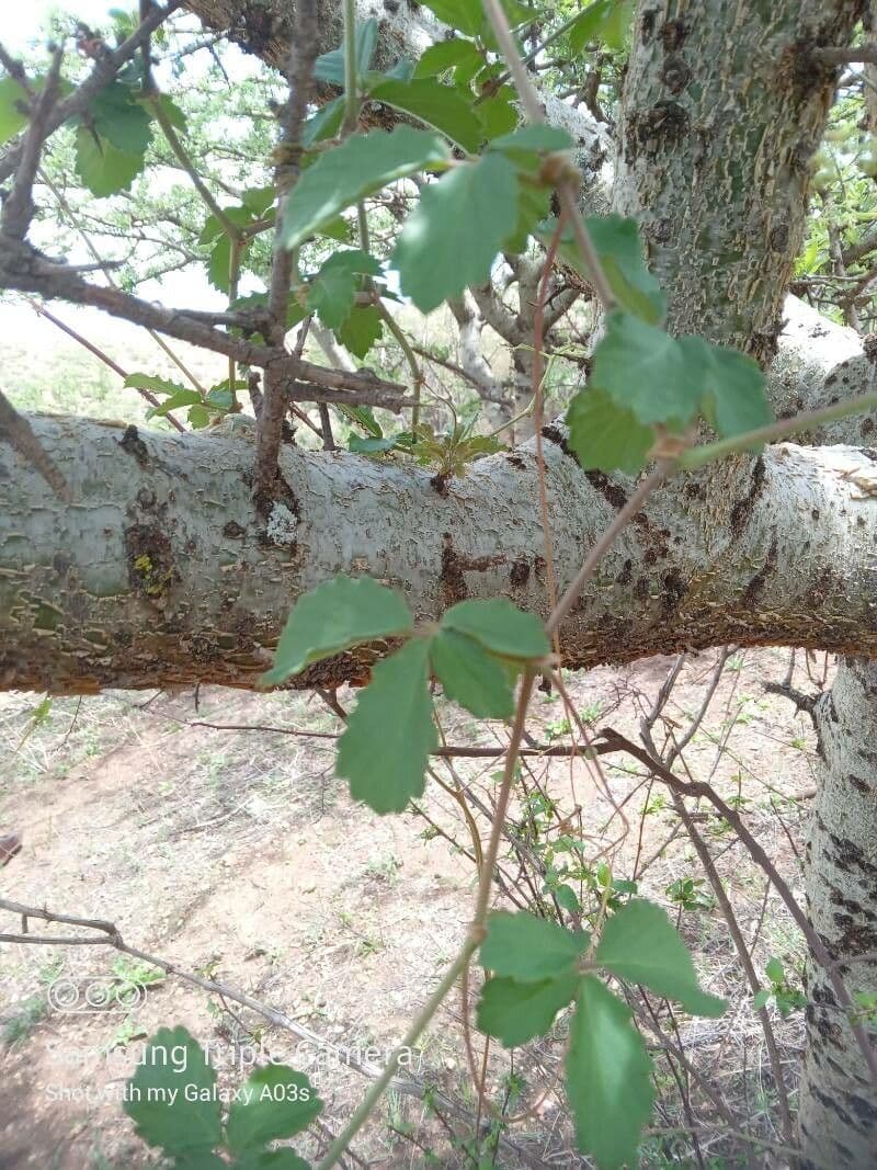 Cyphostemma 12
