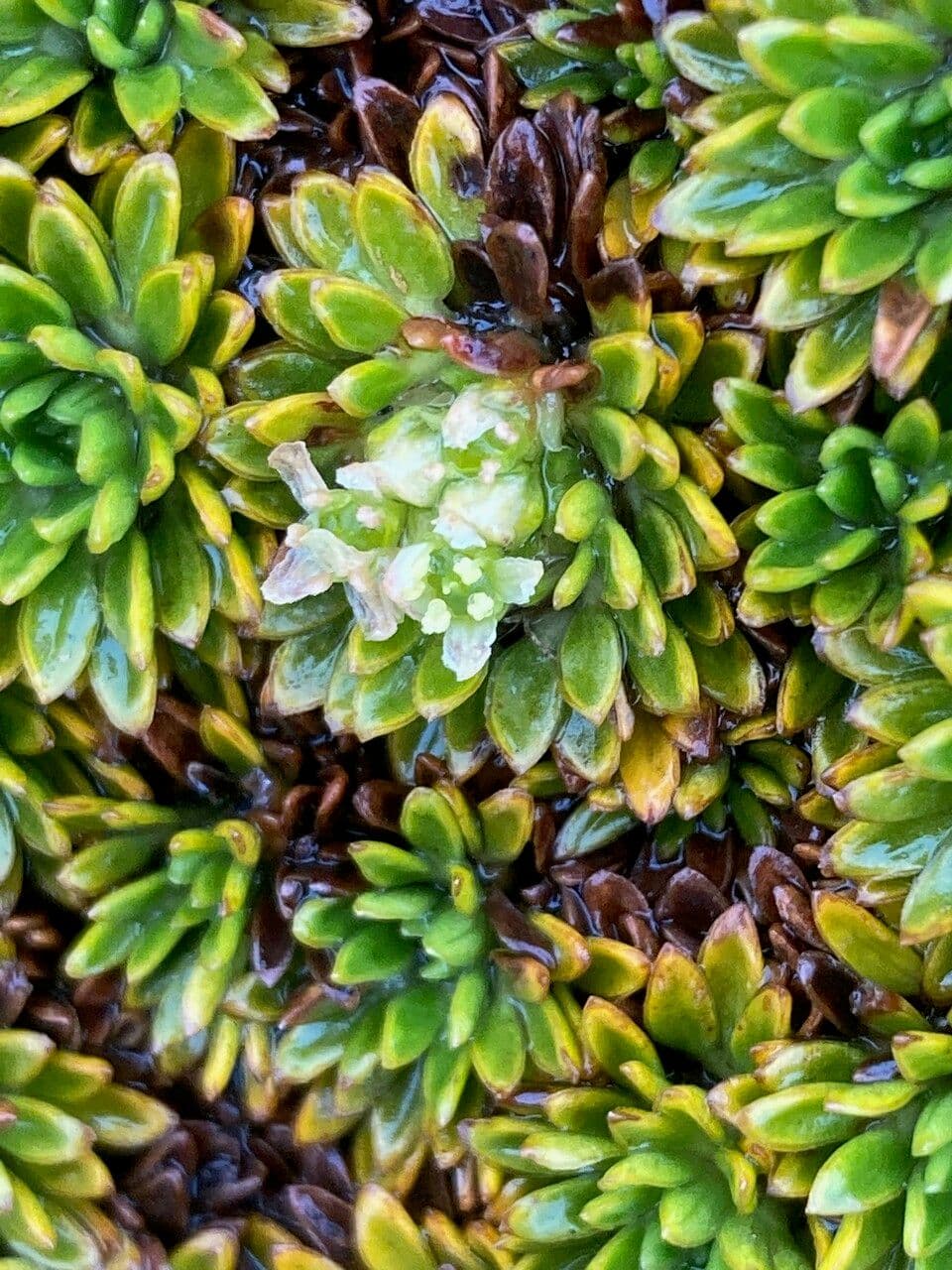 Azorella 5