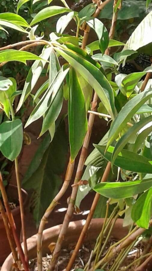 Ananas-Ingwer 10