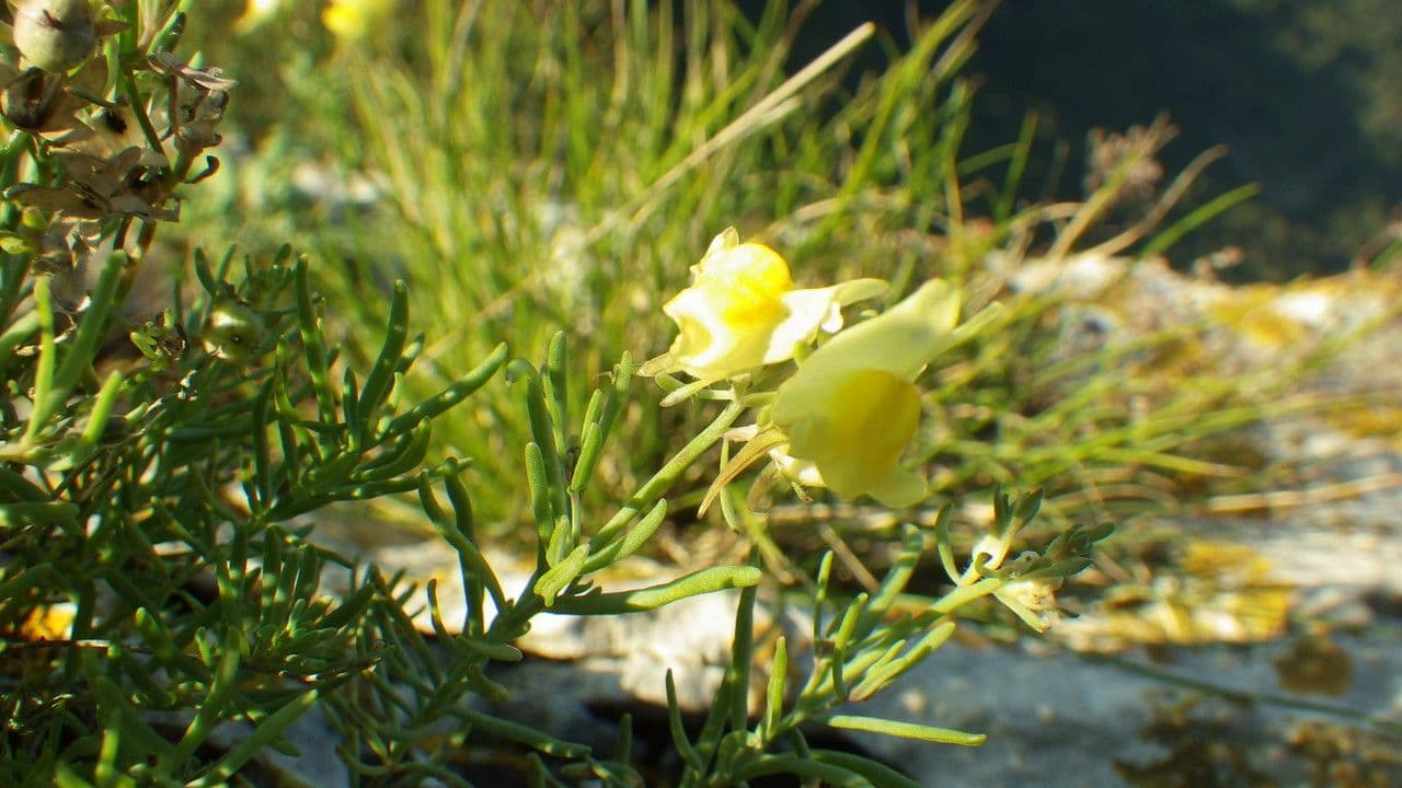 Linaria supina 28