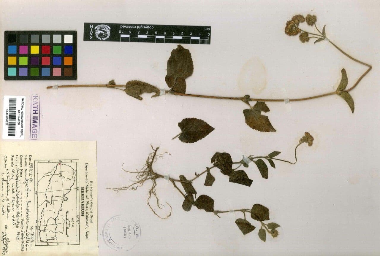 Agerato del Messico 26