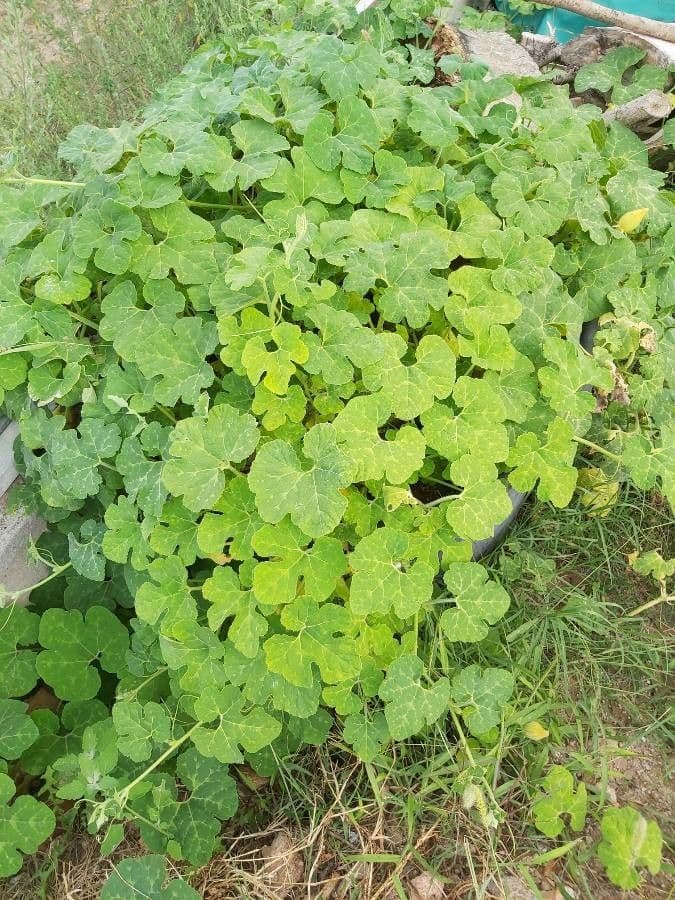 Figleaf gourd 19