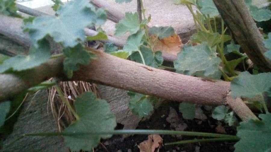 Malva subovata 24