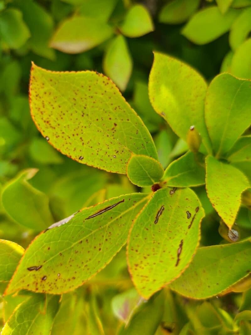 Enkianthus blanco 11