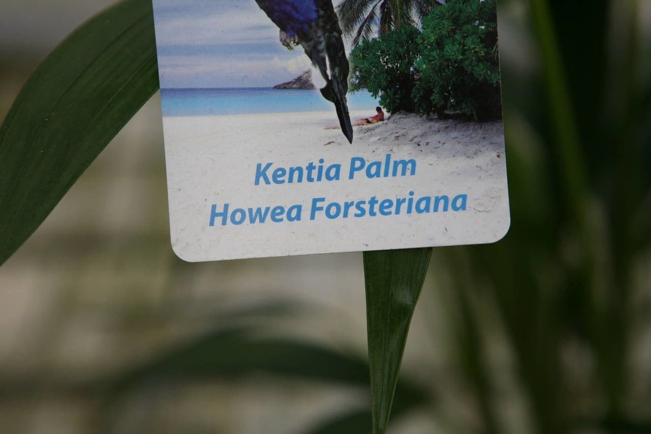 Howea Forsterova 24