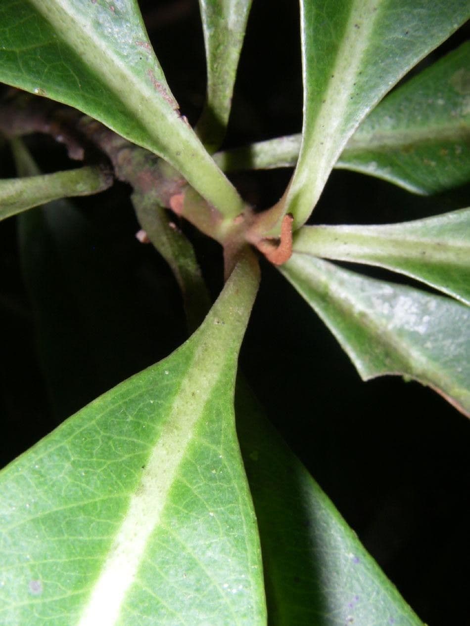 Hymenandra 13