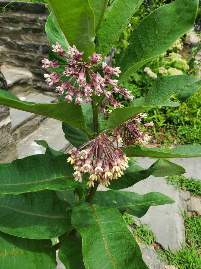 Asclepias variegata 7